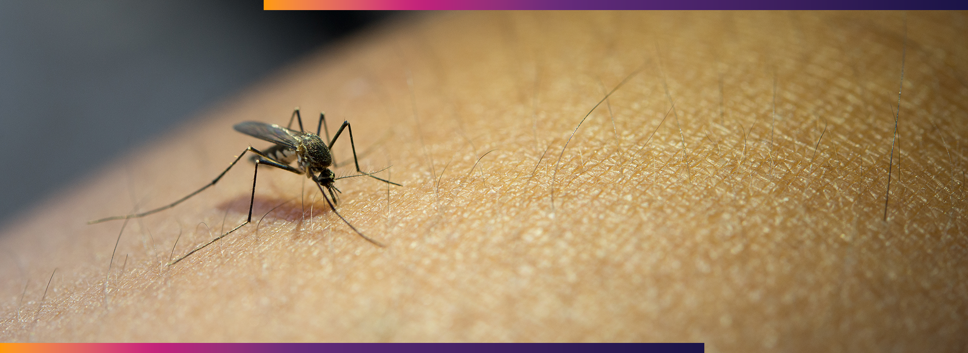 Post-Dengue Hair Fall, Post-Dengue Hair Fall: Causes and What Can Help | Dermiq Clinic, Dermiq Clinic